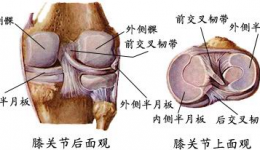 不要忽略了，膝关节里的“秘密”...